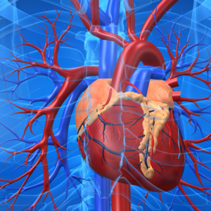 10 fatos interessantes sobre o coração humano