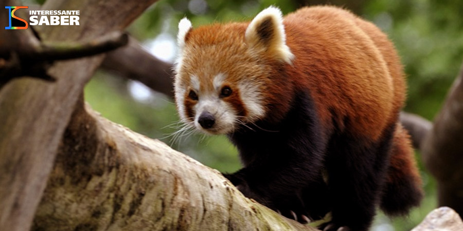 Panda Vermelho do Himalaia. 