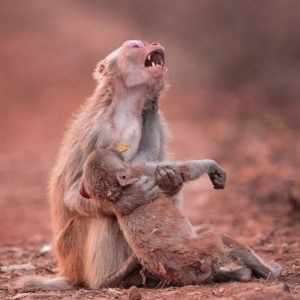 Foto incrível! A angústia de uma mãe macaca ao segurar seu filho ferido