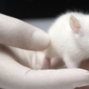 Ratas inférteis engravidam com ajuda de impressora 3d. Será que a técnica pode ser usada em mulheres?