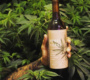 Conheça o primeiro vinho feito de Cannabis, sem álcool, mas que promete te deixar “alto” e sem ressaca