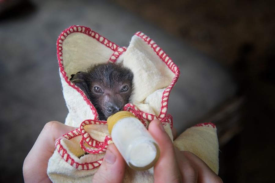 morcegos-podem-ser-fofinhos