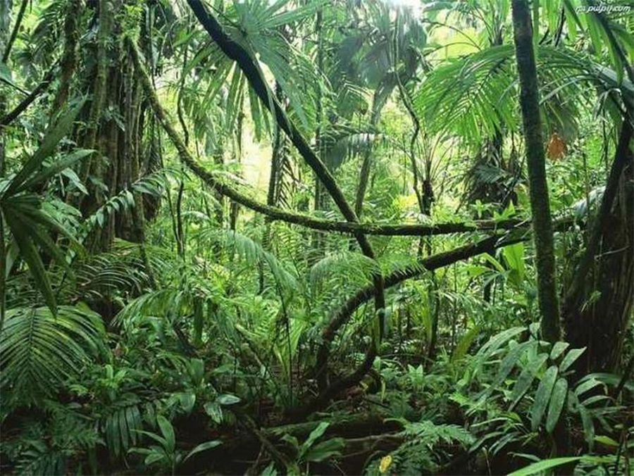 por-dentro-da-floresta-amazônica