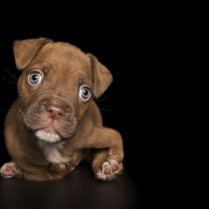 Projeto fotográfico mostra a fofura de cães com deficiência