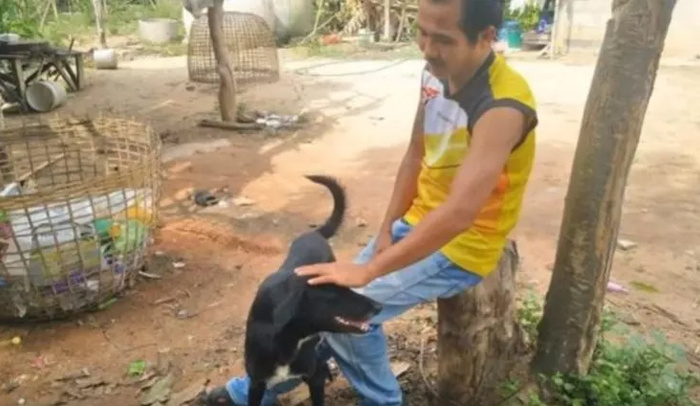 Cão deficiente salva bebê enterrado vivo na Tailândia