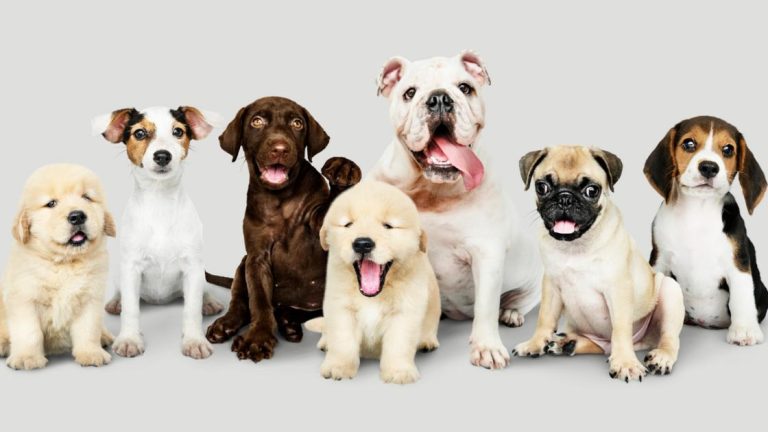 Veja uma seleção de cães fofinhos para ter na sua casa – Interessante Saber