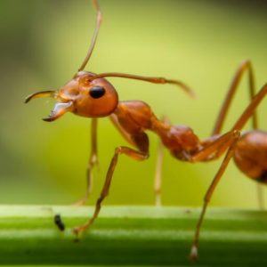 Formigas e Seu Reino: o Fascinante Mundo Desses Insetos Sociais