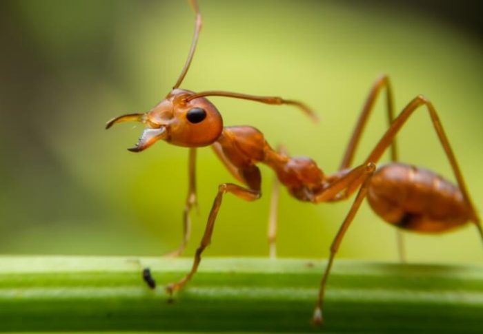 Formigas e Seu Reino: o Fascinante Mundo Desses Insetos Sociais