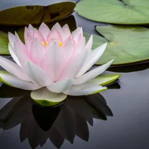 Flor de Lótus: Lendas, Curiosidades e Como Cultivar
