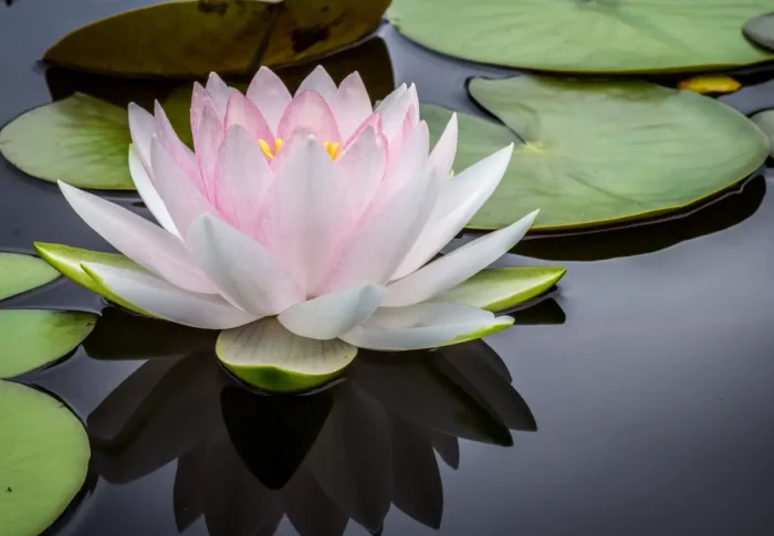 Flor de Lótus: Lendas, Curiosidades e Como Cultivar