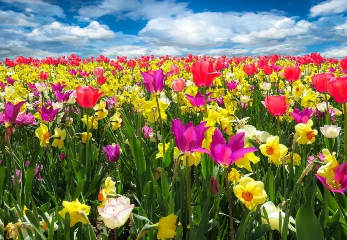 Primavera: beleza e transformações na estação das flores