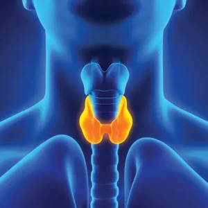 Tireoide: a pequena glândula que controla o corpo inteiro