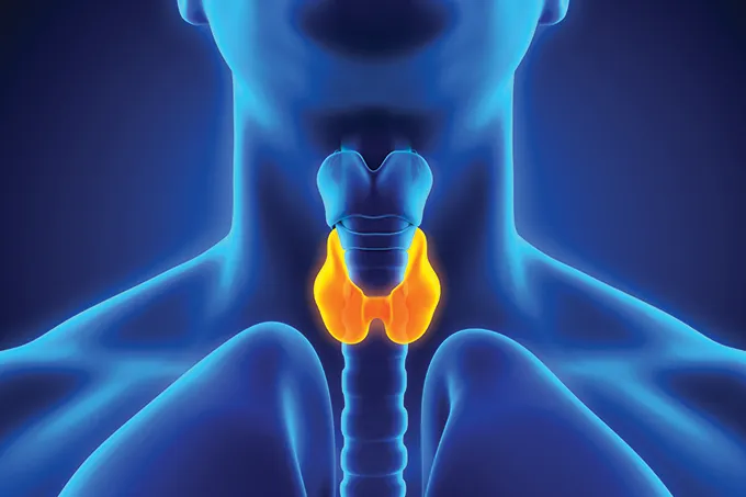 Tireoide: a pequena glândula que controla o corpo inteiro