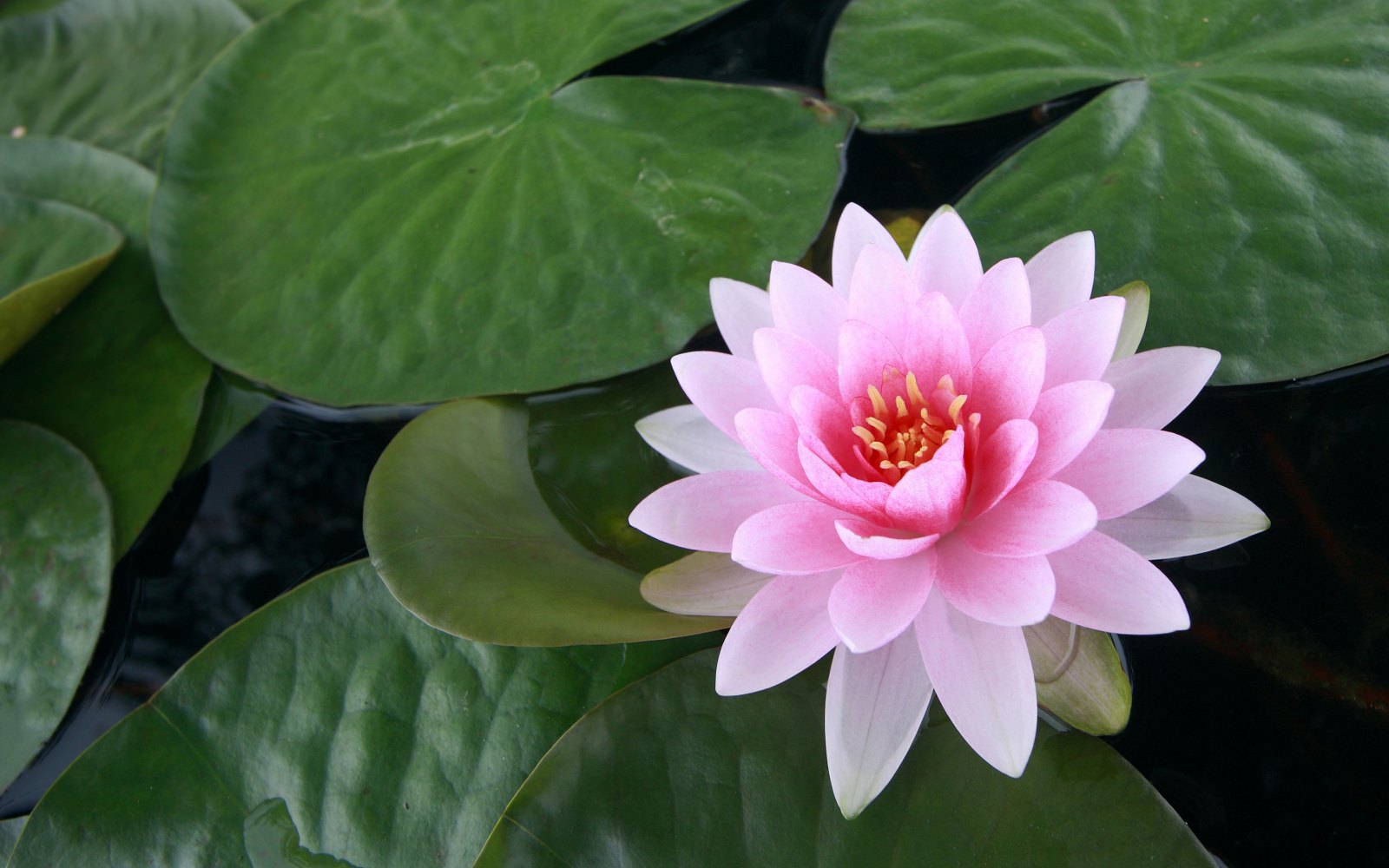 Flor de Lótus: Lendas, Curiosidades e Como Cultivar – Interessante Saber