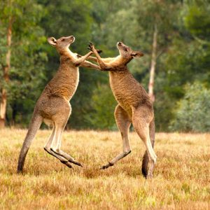 Cangurus: curiosidades e comportamento do símbolo da Austrália