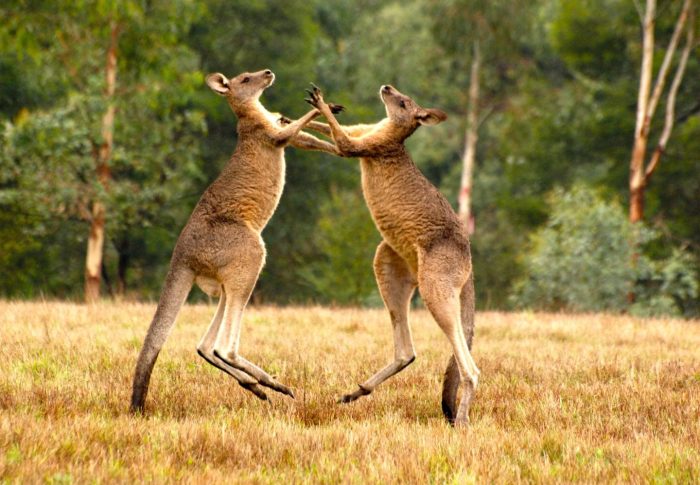 Cangurus: curiosidades e comportamento do símbolo da Austrália