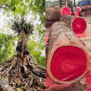 Madeiras de Lei: O Que São e Por Que Estão em Extinção