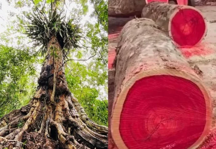 Madeiras de Lei: O Que São e Por Que Estão em Extinção