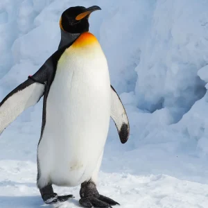 Pinguins: como esses incríveis animais sobrevivem ao frio extremo