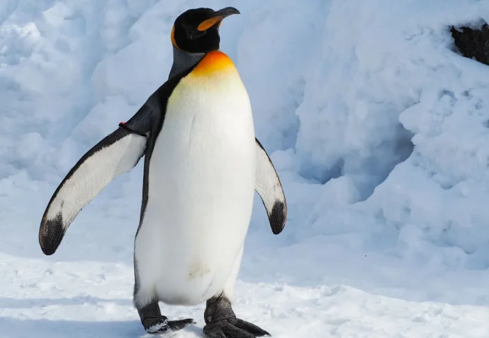 Pinguins: como esses incríveis animais sobrevivem ao frio extremo