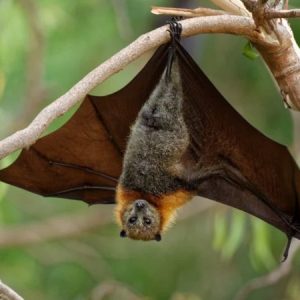 Morcegos: curiosidades, importância e mitos sobre esses animais