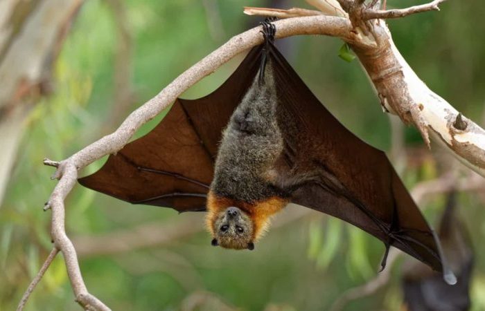 Morcegos: curiosidades, importância e mitos sobre esses animais