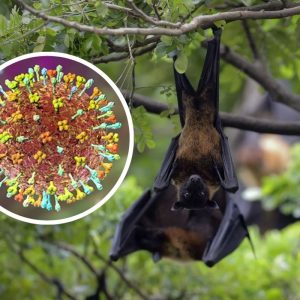 Vírus Nipah: O Que É, Como se Transmite e Por Que Preocupa Especialistas