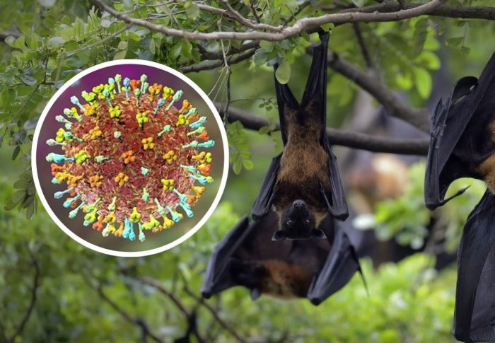Vírus Nipah: O Que É, Como se Transmite e Por Que Preocupa Especialistas