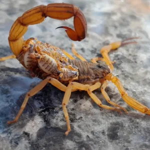 Escorpiões: perigosos, fascinantes e cheios de mistérios
