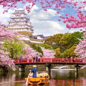 Hanami: o Festival da Sakura no Japão